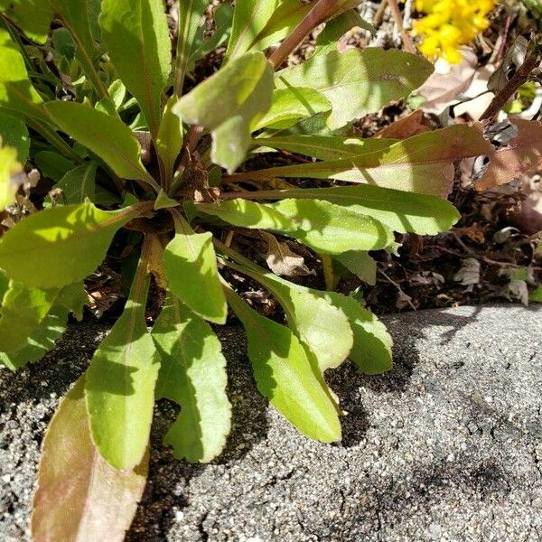 Solidago nemoralis Leaf