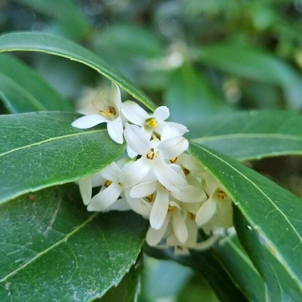 Osmanthus fragrans Flower