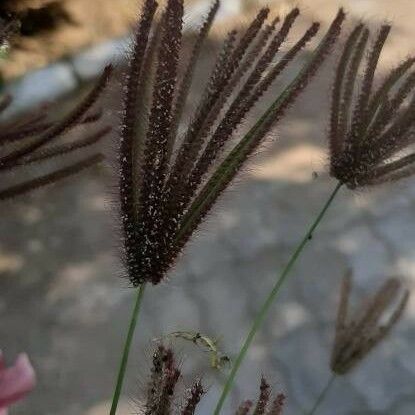 Chloris virgata Flower