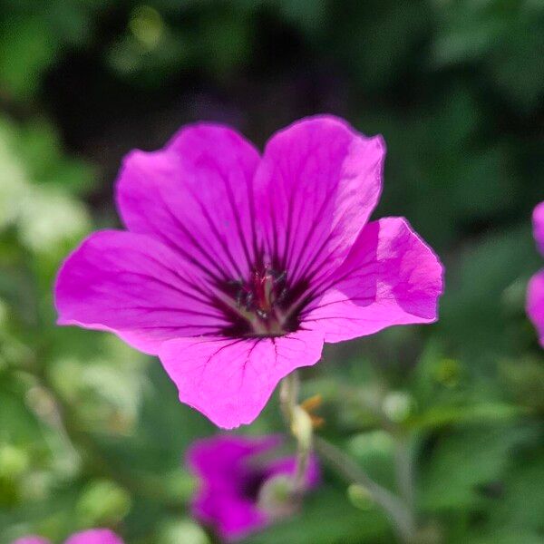 Geranium psilostemon Květ