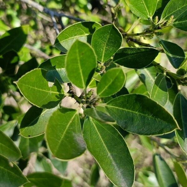 Rhamnus alaternus Blatt