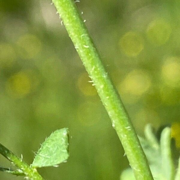 Astragalus danicus Schors