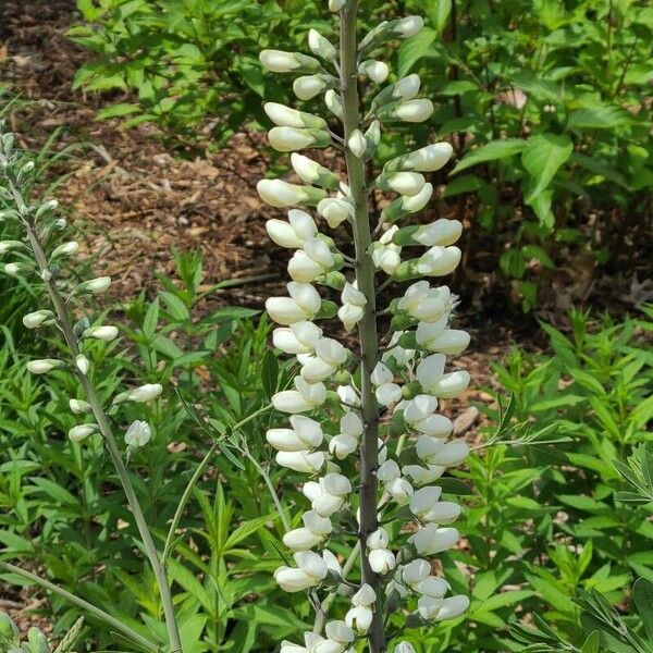 Baptisia alba 花