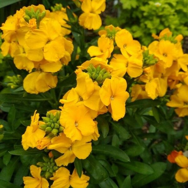 Erysimum virgatum 花