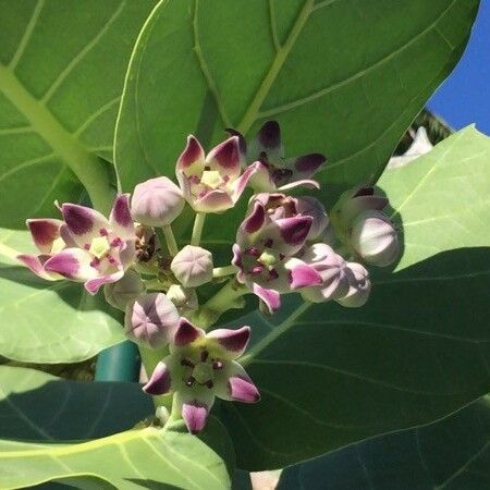 Calotropis procera Flor