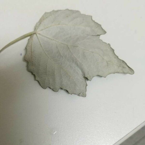 Populus alba Leaf