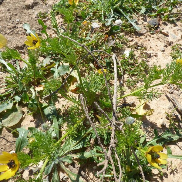 Adonis microcarpa Natur