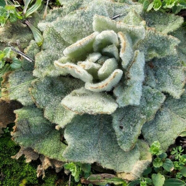 Verbascum phlomoides ഇല