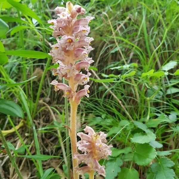 Orobanche alsatica Bloem