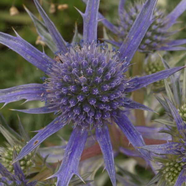 Eryngium bourgatii Flower