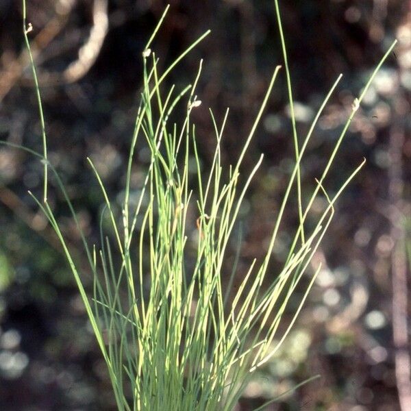 Isolepis setacea Habitat