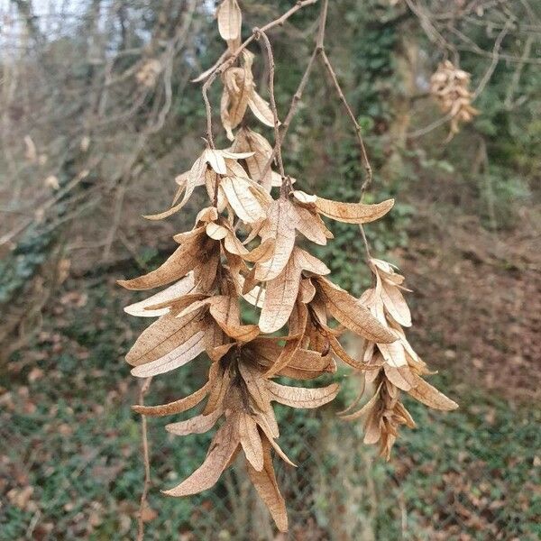 Carpinus betulus Gyümölcs