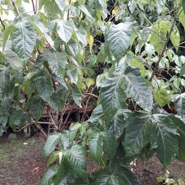 Gossypium barbadense Ліст