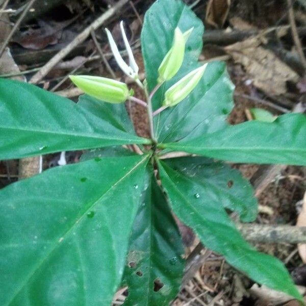 Oclemena acuminata Blad