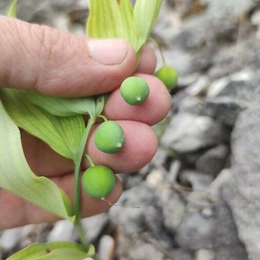 Polygonatum odoratum Frucht