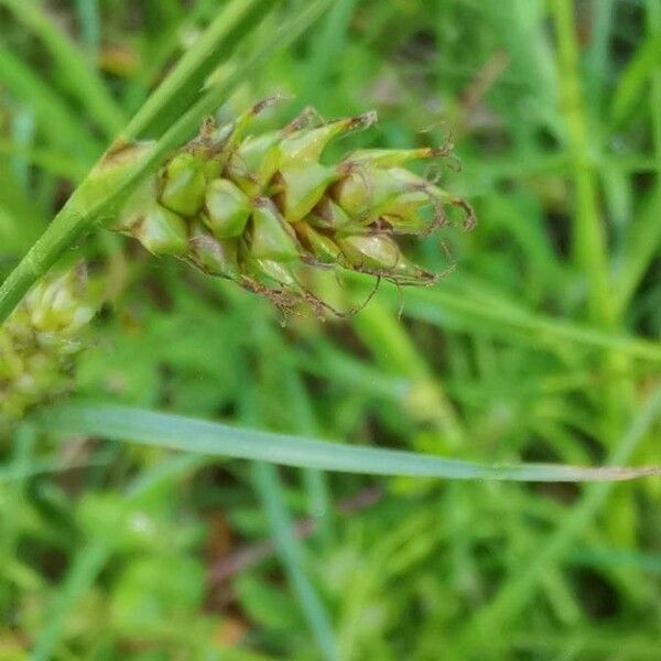 Carex hostiana Flower