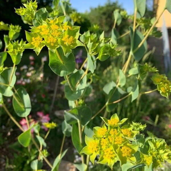 Bupleurum rotundifolium Квітка