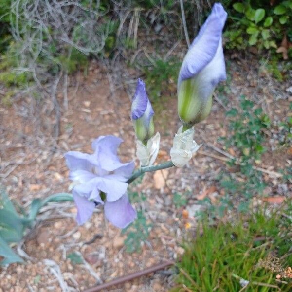 Iris pallida Blüte