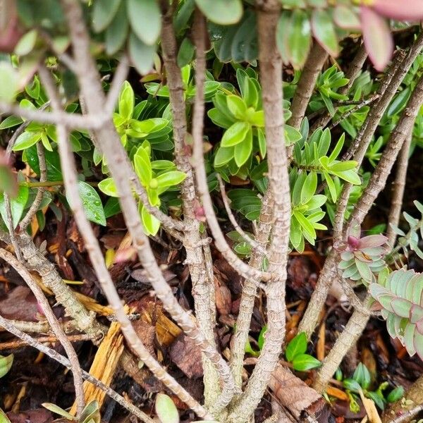 Veronica brachysiphon Bark