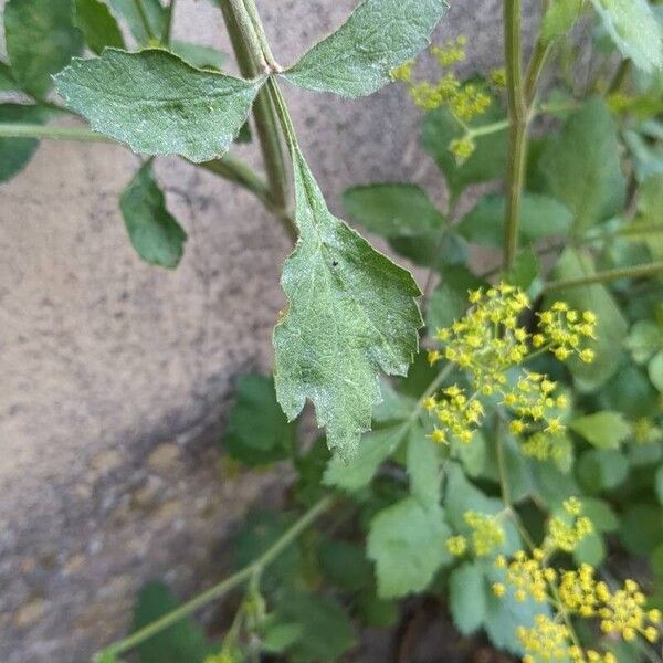 Pastinaca sativa Blad