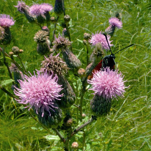 Cirsium arvense Flower