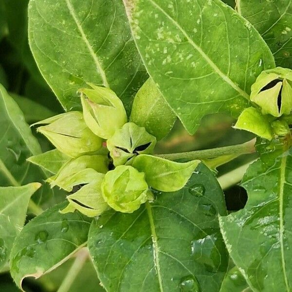 Salvia coccinea Flower