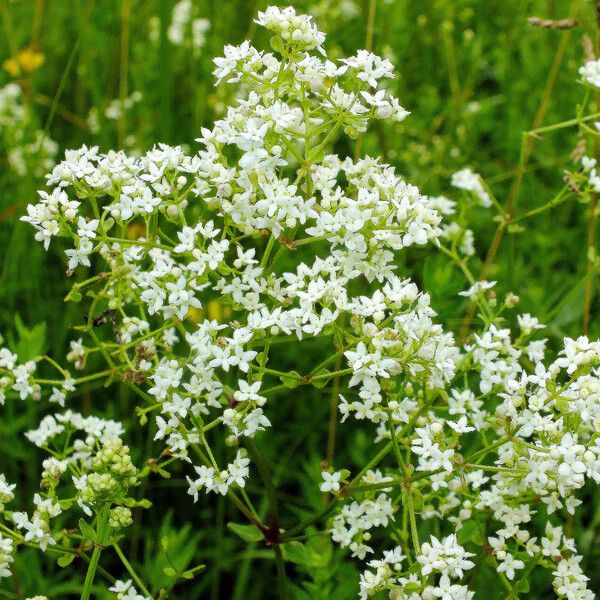 Galium boreale Цвят