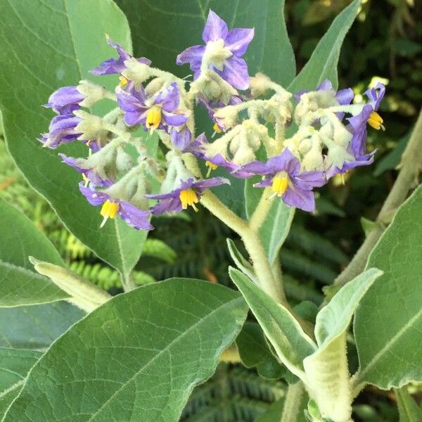 Solanum mauritianum Inny