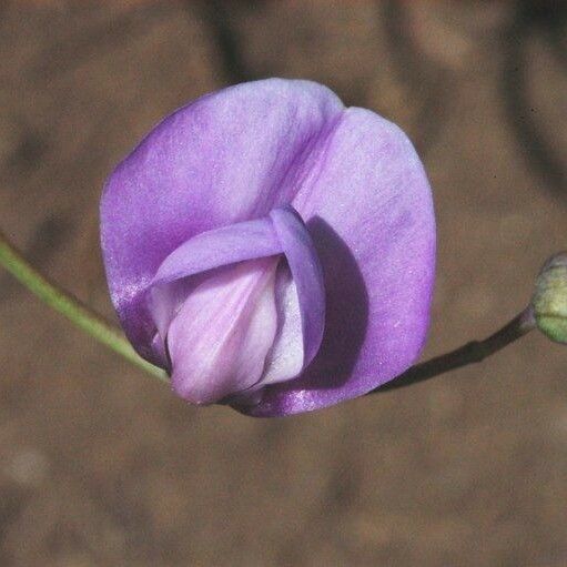 Lathyrus lanszwertii Blodyn