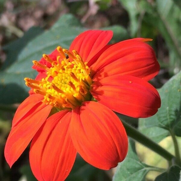 Tithonia rotundifolia Flower