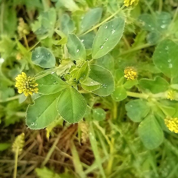 Medicago lupulina Deilen