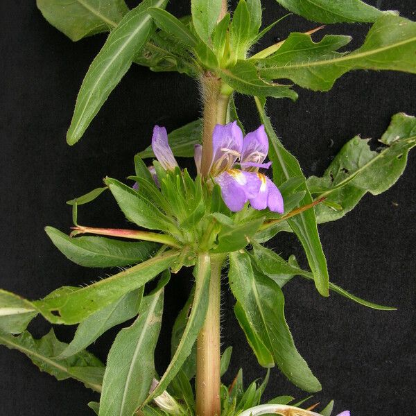 Hygrophila auriculata आदत