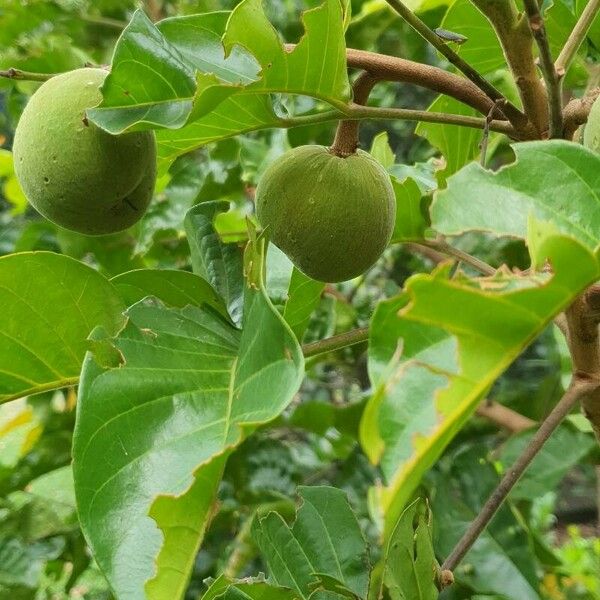 Sandoricum koetjape Fruit