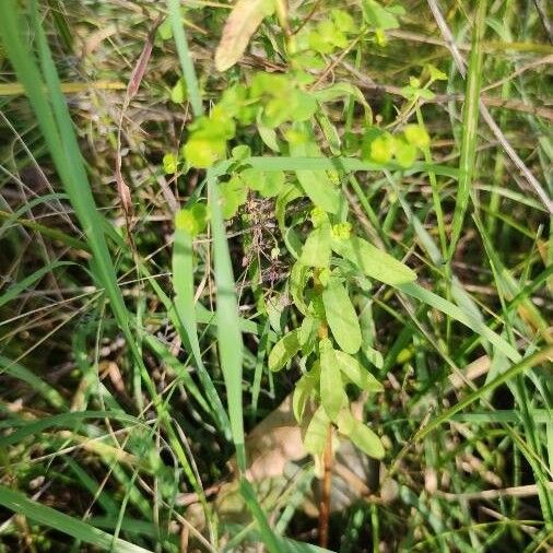 Euphorbia stricta Blad