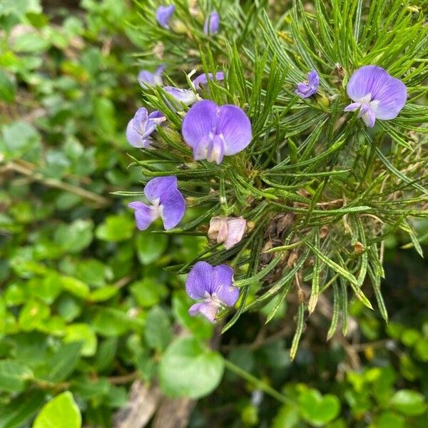 Psoralea pinnata Bloem