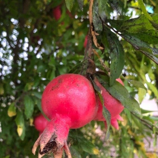 Punica granatum Fruit