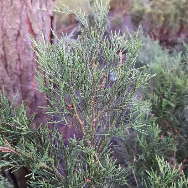 Juniperus virginiana Φύλλο