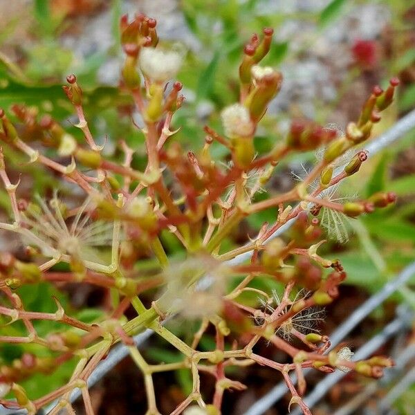 Centranthus lecoqii Fruit