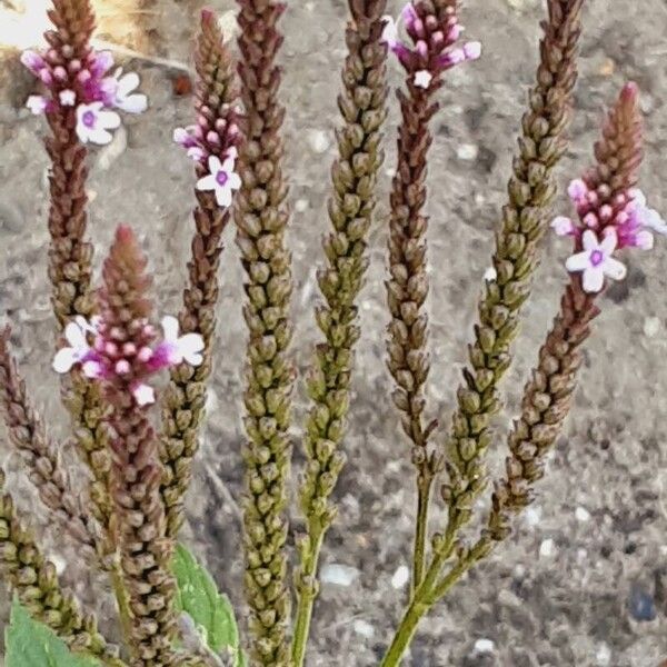 Verbena hastata Hábitos