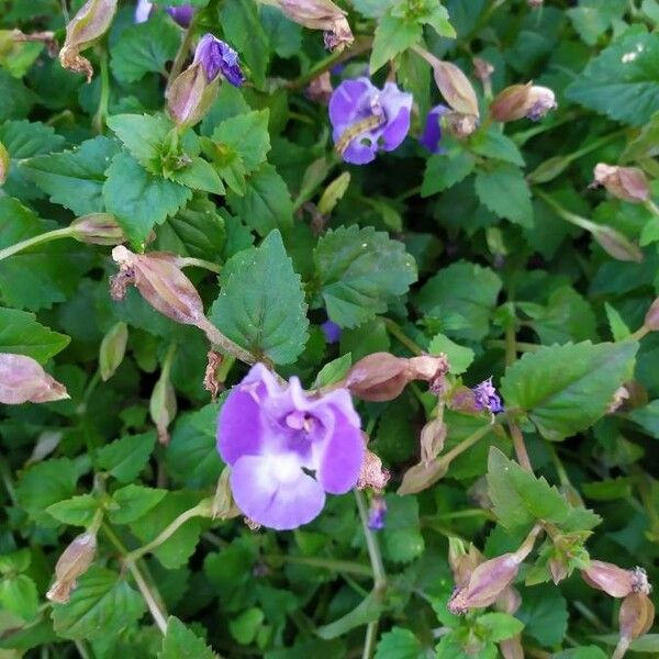 Torenia fournieri Fiore