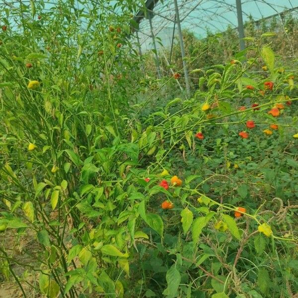 Capsicum baccatum Alkat (teljes növény)