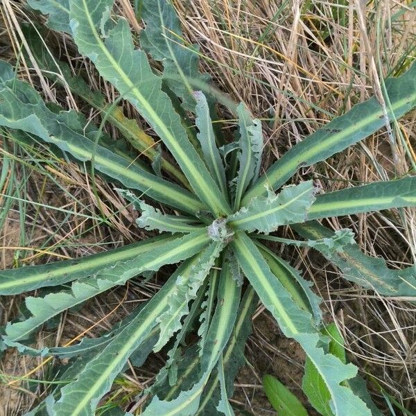 Sonchus maritimus Liść