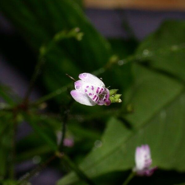 Dianthera comata 花