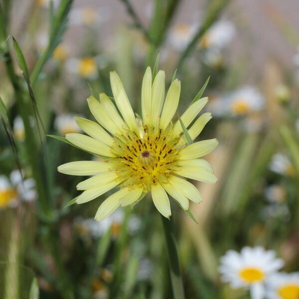 Tragopogon dubius Flower