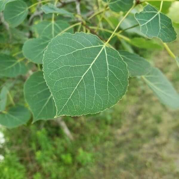 Populus deltoides 葉