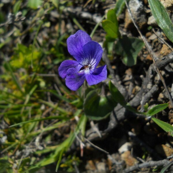 Viola adunca 整株植物