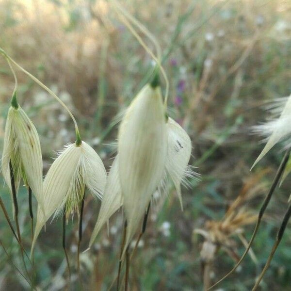 Avena sterilis ഫലം