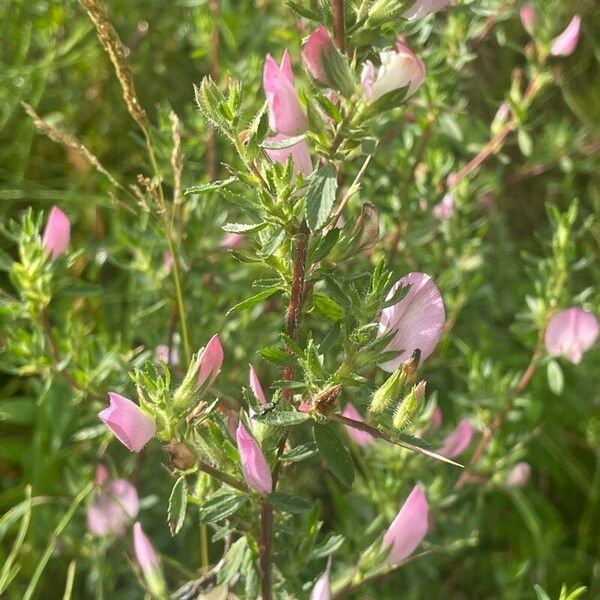 Ononis spinosa Hoja