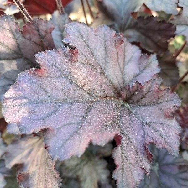 Heuchera sanguinea Blad