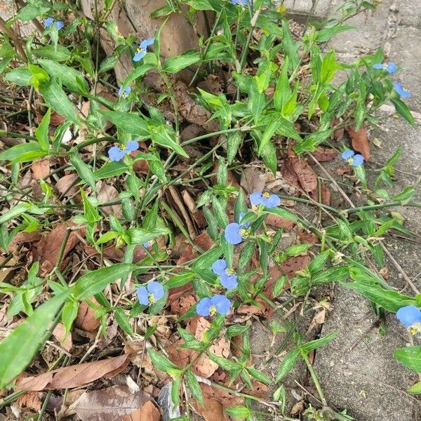 Commelina erecta 花